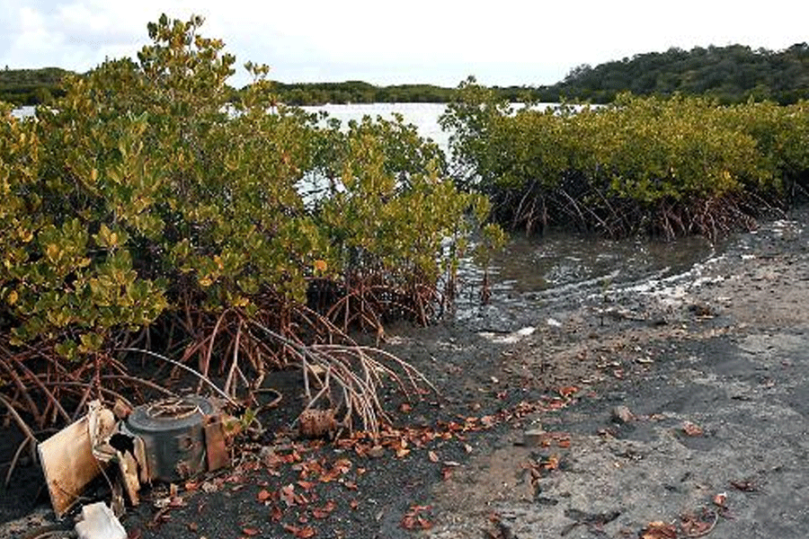 Mangrove Pantura Surabaya Banyak Direklamasi