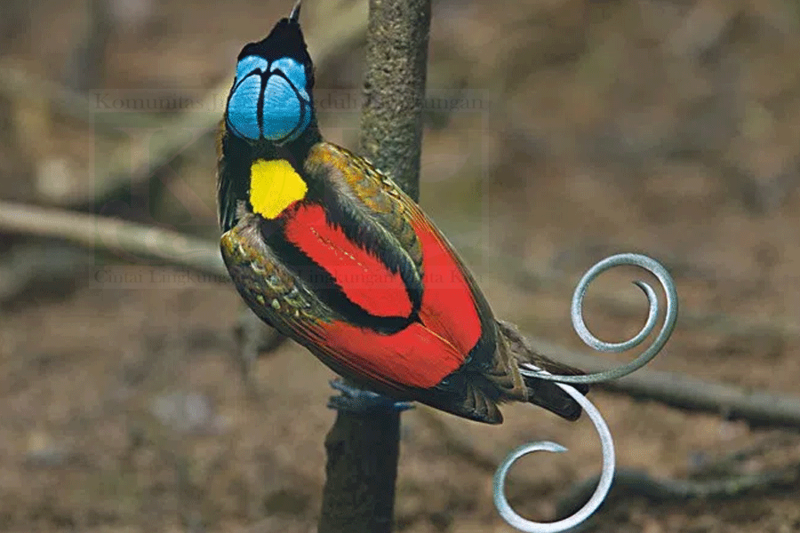 Jumlah Burung Indonesia Terancam Punah