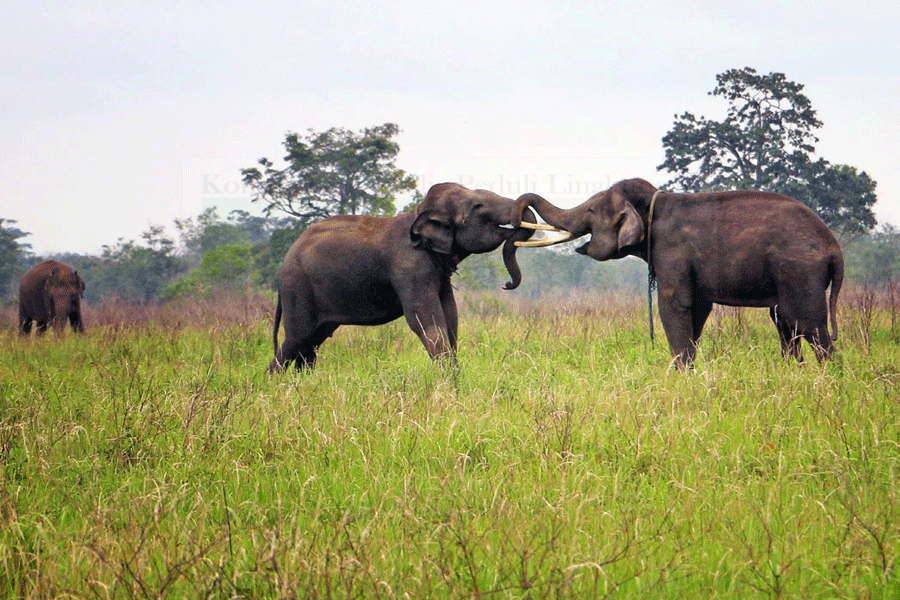 Way Kambas, Rumah Sekaligus Taman Bermain Gajah
