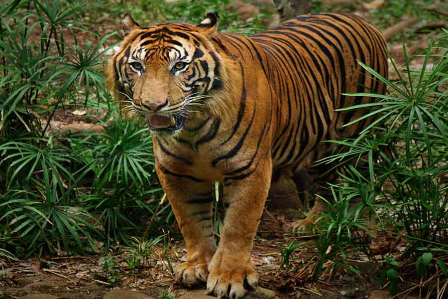 Harimau "Pemangsa" Tiga Warga Ditangkap