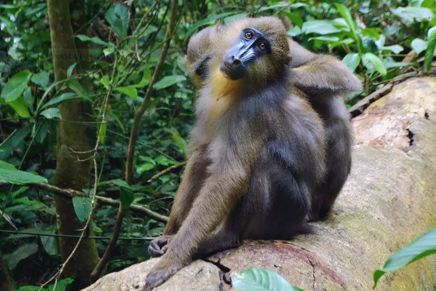 Monyet Punah Ditemukan Lagi Di Indonesia