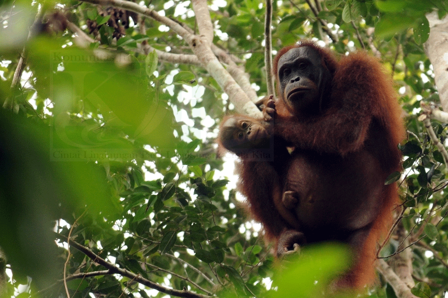 Kebanyakan Orangutan Hidup Di Luar Kawasan Konservasi