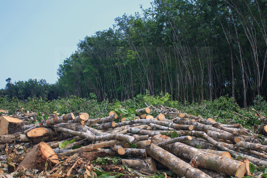 Reducing Emissions from Deforestation and Forest Degradation